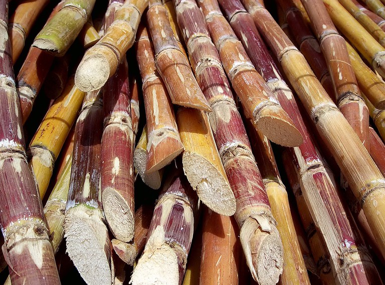 Wikipedia_Cut_sugarcane.jpg